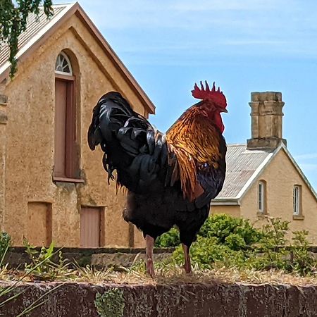 Woolmers Estate Longford Dış mekan fotoğraf